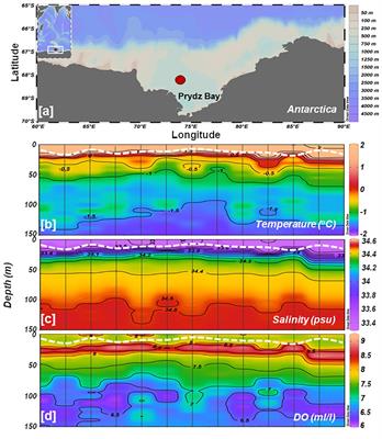 Short-term time-series observations of phytoplankton light-absorption and productivity in Prydz Bay, coastal Antarctica
